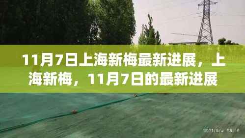 上海新梅最新进展揭秘,深远影响与动态分析(11月7日更新)