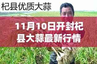 开封杞县大蒜行情解析,最新市场动态与行情指南(11月10日)