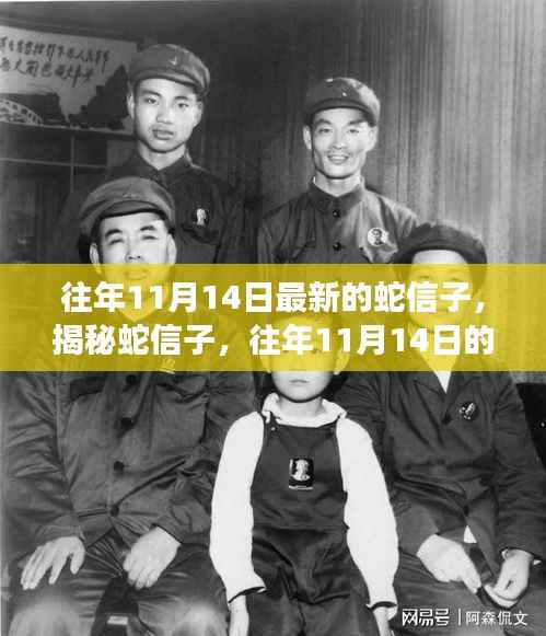 揭秘蛇信子,最新研究洞察与往年11月14日的进展分析