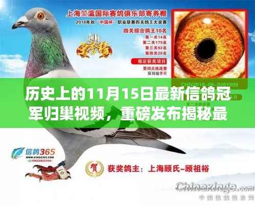 揭秘最新信鸽冠军归巢科技奇迹,前沿功能与科技魅力的完美结合视频发布!