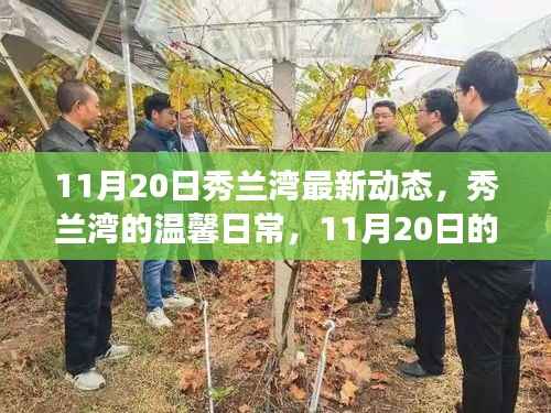 秀兰湾11月20日最新动态,阳光下的温馨日常