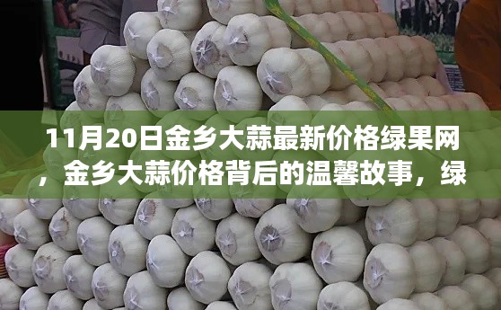 11月20日金乡大蒜最新价格绿果网,金乡大蒜价格背后的温馨故事,绿果网与我们的欢笑时光