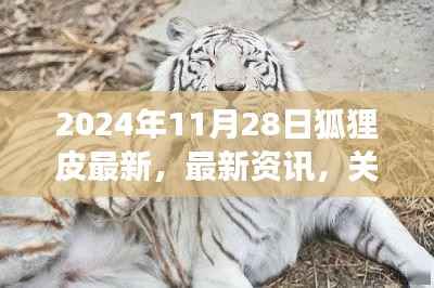 2024年11月28日狐狸皮最新资讯与知识动态