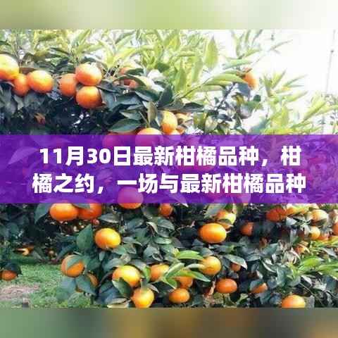 最新柑橘品种邂逅记,柑橘之约揭秘柑橘魅力