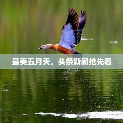 最美五月天,头条新闻抢先看