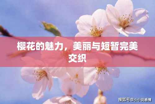 樱花的魅力，美丽与短暂完美交织